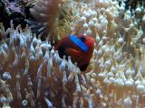 Clown Fish resting in stinging sea anenome