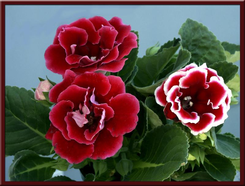 Gloxinia Glory