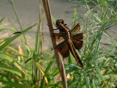 I dont think its a dragonfly