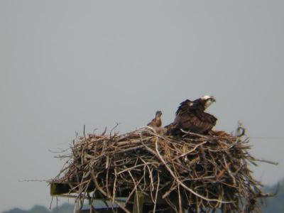 Osprey and Baby