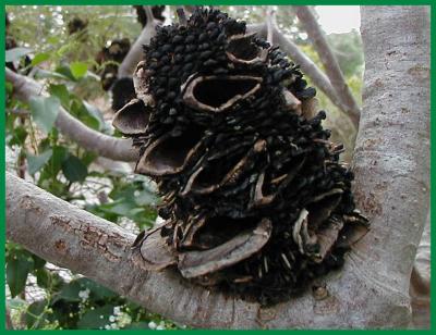 Banksia seed cone.