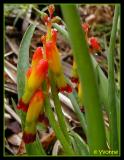 Lachenalia