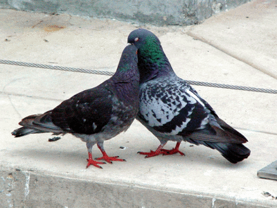 Pigeon Love
