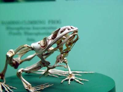 Skeletal Frog
