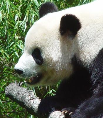 Giant Panda