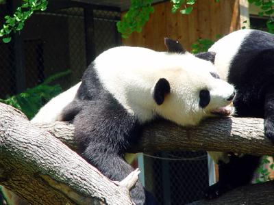 Giant Panda