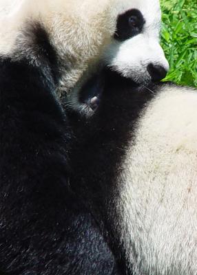 Giant Panda