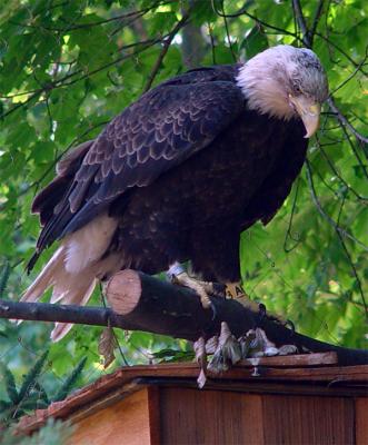 Bald Eagle