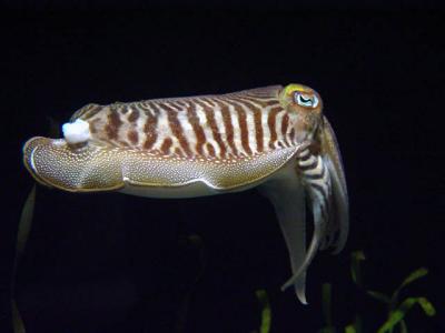 u30/zensimple/medium/8889149.cuttle.jpg