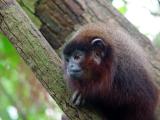 Titi Monkey