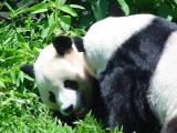 Giant Panda