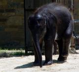 Indian Elephant