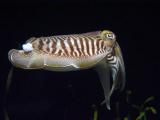 Cuttle Fish