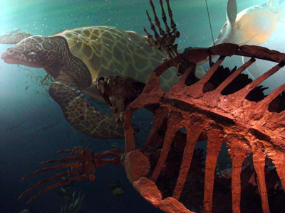 Prehistoric Sea Turtle Display