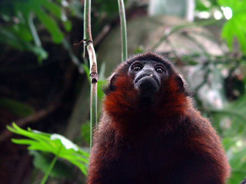 Titi Monkey