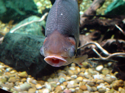 Flag-Tailed Characin