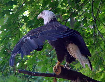 Bald Eagle