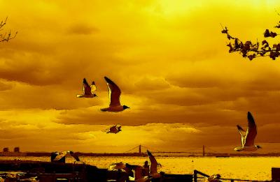 Harbor Gulls ReDux