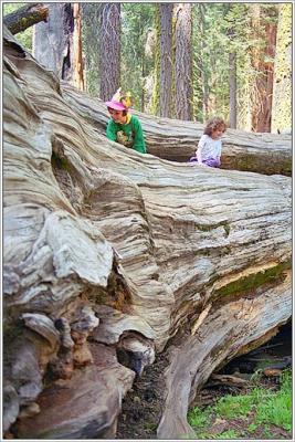 Sequoia95-11-anya-dina-na-dereve.jpg