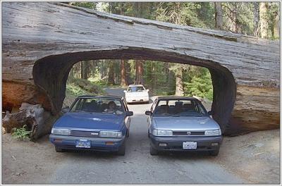 Sequoia95-12-autos.jpg