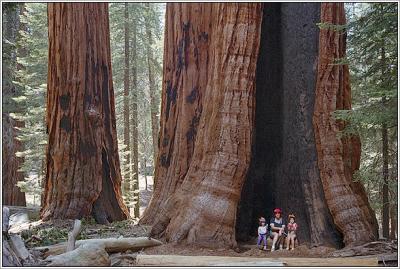 Sequoia95-14-bigtrees.jpg