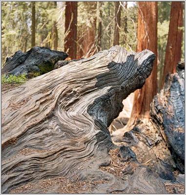 Sequoia95-15-burntree.jpg