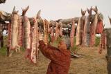 Sheefish drying