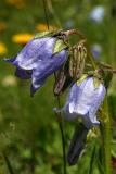 Scheuchzers Glockenblume / Campanula scheuchzeri