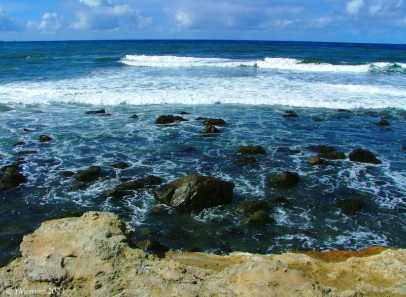 Life in the Tides