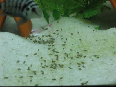 u32/accr122/medium/22281063.IMG_0012.jpg