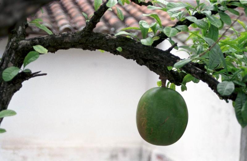 Museo de Arte Colonial (Caracas), l'arbre  Totumo