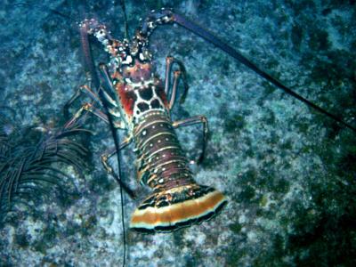 One of a few lobsters we saw. This may be during a night dive.