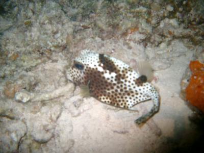 Honeycomb cowfish - Cayman seems to have quite a few, we saw 1 to 2 per dive.