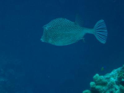 Another Honeycomb cowfish. A rather large one.