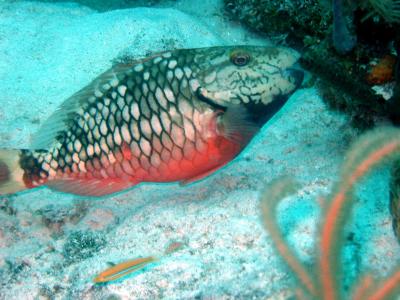 Parrotfish - don't know what variety off hand, might be a stoplight parrotfish