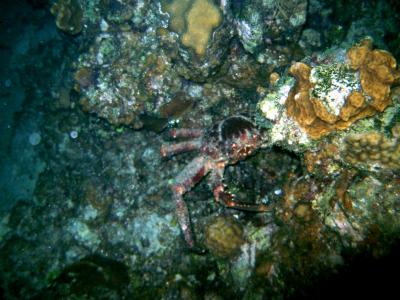 Not a good night dive until you find at least one crab