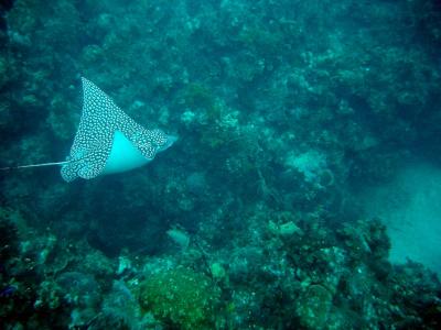 Spotted Eagle Ray on the way to dig for some lunch
