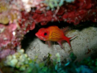 Same red Squirelfish, little closer (& little blurrier)