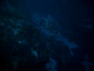 My first turtle (I always miss them)!! Little dark, we ran into this guy at @ 100 feet below sea level