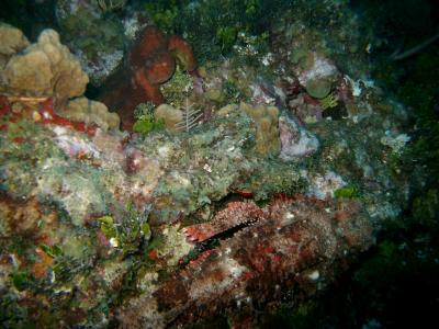 The elusive Scorpion Fish!! Can you see him? I took the picture alittle off center.
