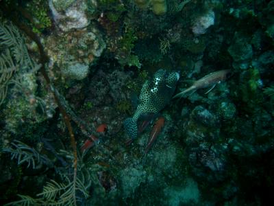 I love Honeycomb cowfish, and we saw them on every dive almost.  No spotted trunkfish though.