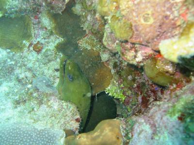 Green Moray eel during the day.