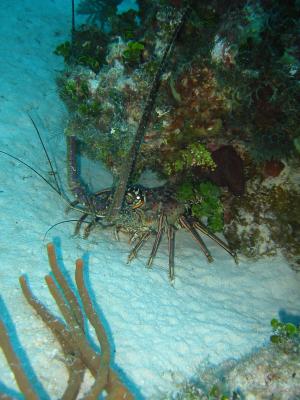 Lobster