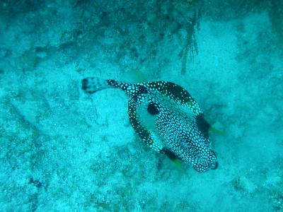 Top down view of a honeycomb cowfish