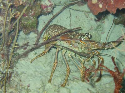 One of the handful of spiny carribean lobsters we love so much