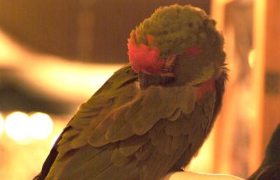 Resting parrot #5145