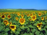 Sunflower Field, Northeast Hungary