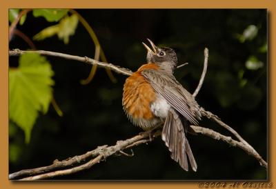 DSC_2026a.jpg