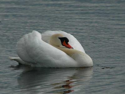 Mute Swan - Knopsvane - Cygnus olor