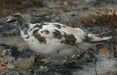 Ptarmigan  - Fjeldrype - Lagopus mutus